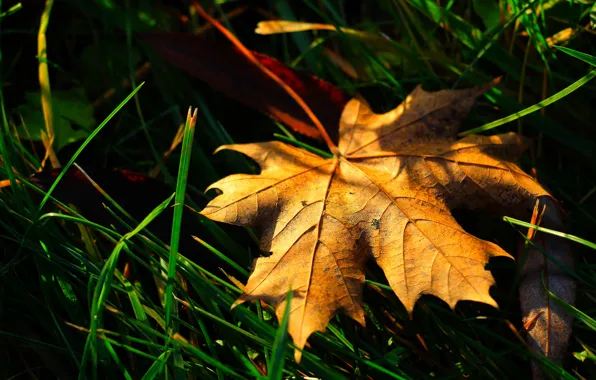 Autumn, macro, leaf