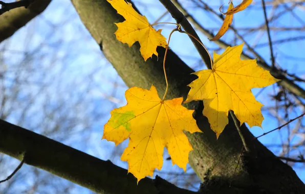 Autumn, tree, leafs, fall