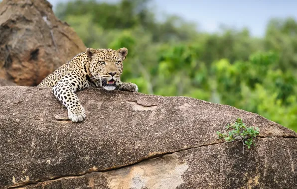 Картинка природа, зверь, Leopard