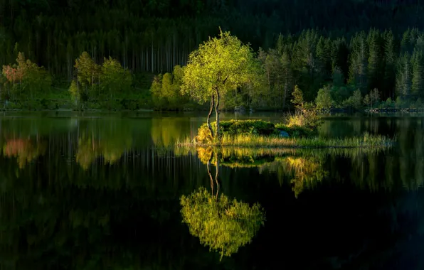 Лес, озеро, отражение, дерево, островок