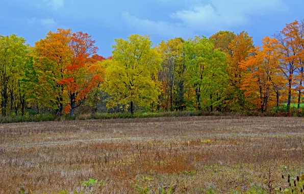 Картинка поле, осень, небо, листья, деревья