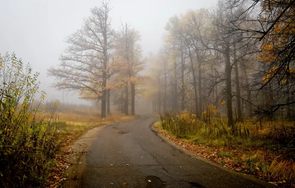Дорога, осень, пейзаж, природа, туман