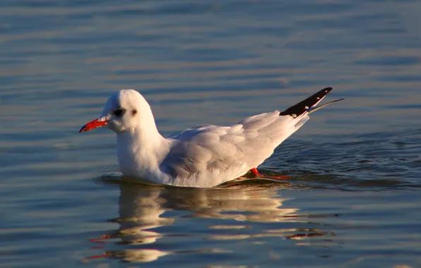 Sea, water, seagull