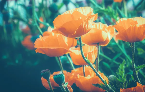 Картинка макро, свет, цветы, оранжевый, мак, маки, обработка, зеленый фон