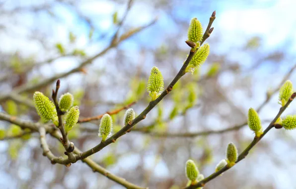 Spring, willow, twig, catkins