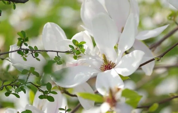 Белый, цветок, цветы, дерево, весна, магнолия