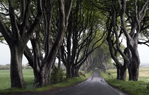 Дорога, деревья, природа