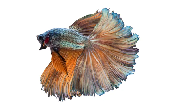 White, orange, fish, betta