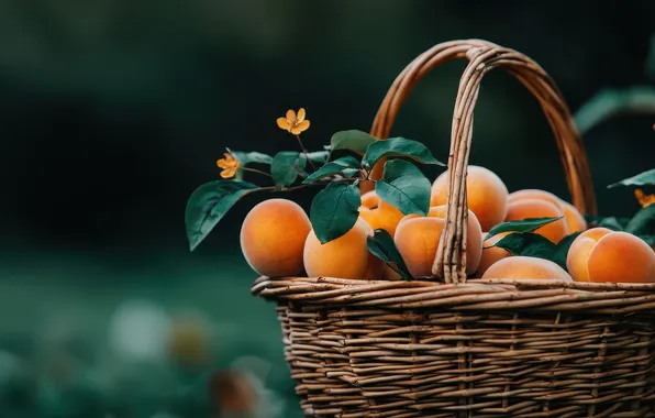 Лето, листья, темный фон, урожай, фрукты, цветочки, корзинка, много
