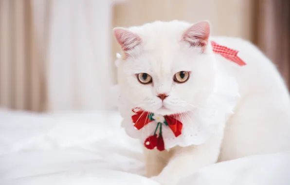 Кошка, кот, взгляд, фон, портрет, мордочка, постель, белая