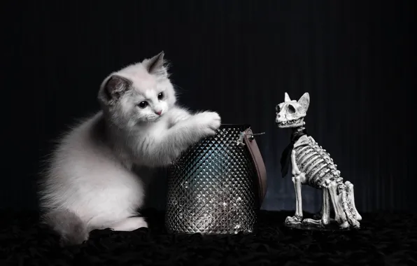 Кошка, белый, взгляд, поза, котенок, коробка, скелет, сумка