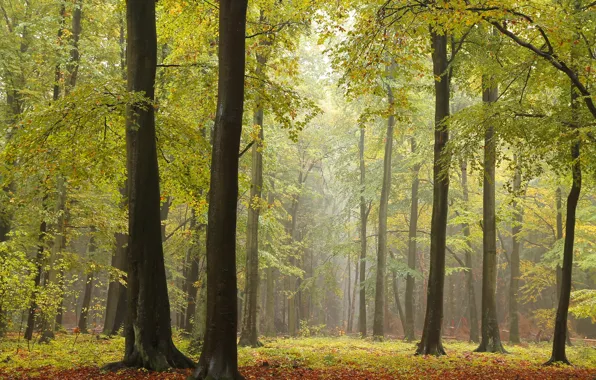 Осень, лес, деревья, фото, стволы