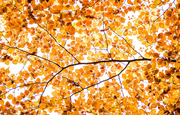 Осень, листья, ветки, дерево, краски, текстура