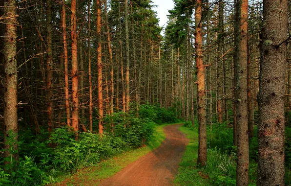 Лес, деревья, forest, Nature, тропинка, trees, path