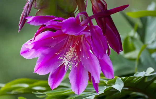 Картинка макро, кактус, Эпифиллум, Orchid cactus