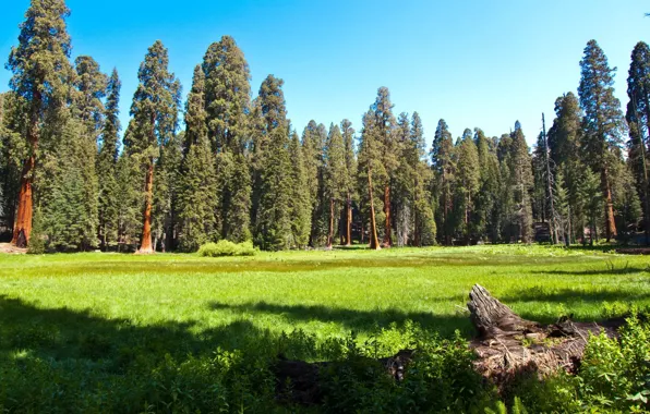 Картинка лес, трава, природа, парк, фото, луг, Калифорния, США