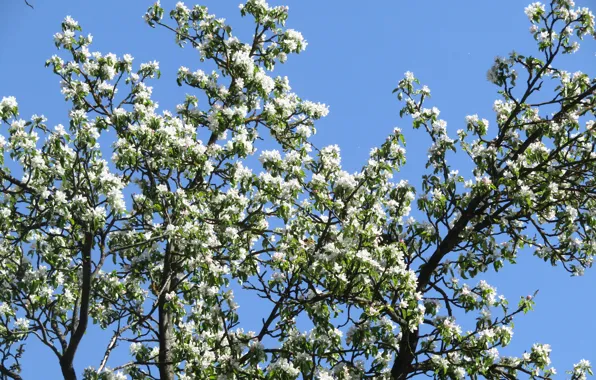 Весна, яблоня, цветение, spring, bloom, apple tree