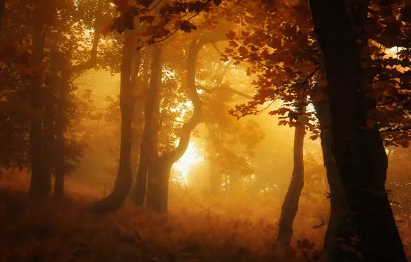 Картинка forest, Autumn, fog, fall