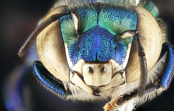 Картинка insect, head, male, compound eye, funiculus, Euglossa Dilemma