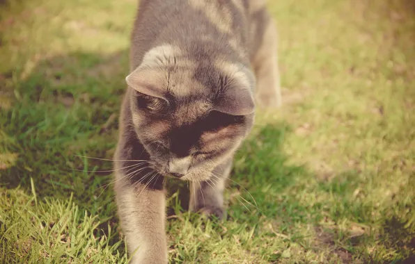 Картинка кошка, трава, кот