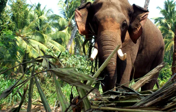 Elephant, kerala