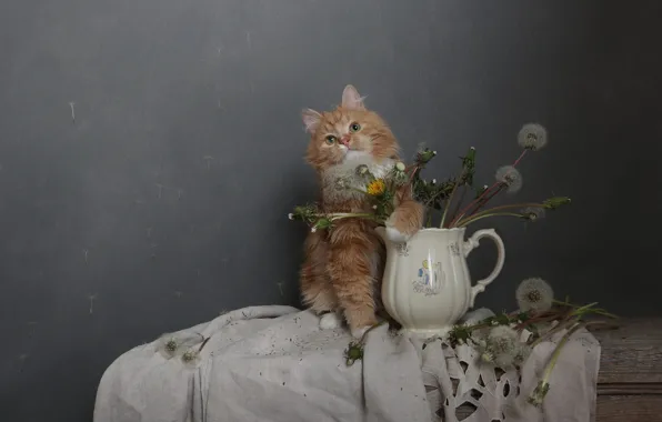 Кошка, кот, цветы, поза, котенок, стена, букет, пух