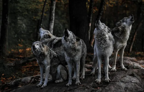 Nature, face, animal, wolf, wildlife, head, fur, mammal