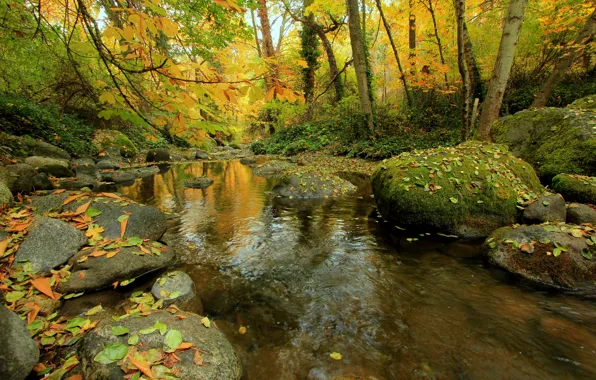 Картинка осень, лес, листья, деревья, ручей, камни, мох