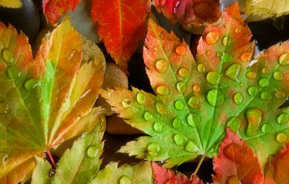 Осень, капли, лист, роса, цвет, клен