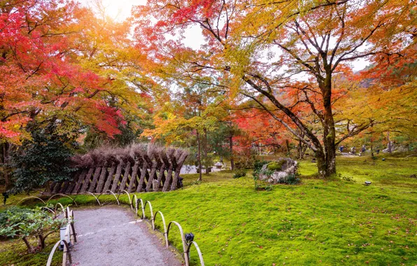 Осень, листья, деревья, парк, colorful, nature, park, autumn