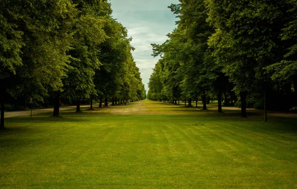 Grass, trees, park, people