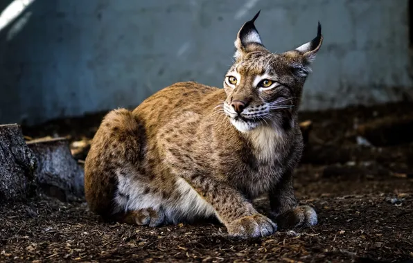 Картинка animal, wildlife, big cat, Swedish Lynx