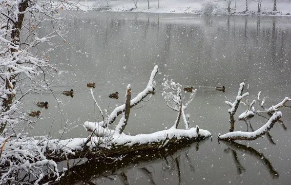 Winter, lake, snow, freeze, ducks, frost, snowing