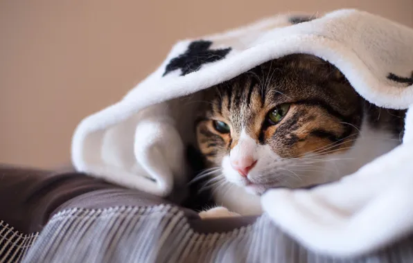 Кошка, кот, взгляд, морда, уют, тепло, серый, фон