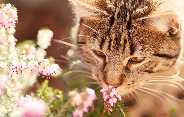 Картинка кошка, кот, морда, цветы, природа, серый, фон, настроение