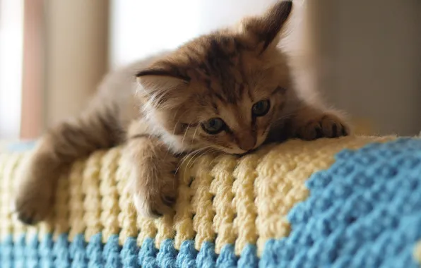 Картинка кошка, диван, плед, котёнок