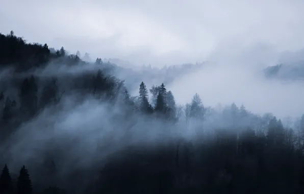 Картинка лес, небо, деревья, природа, туман