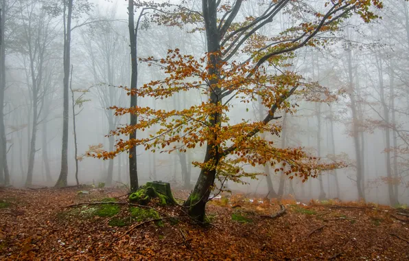 Осень, лес, деревья, туман