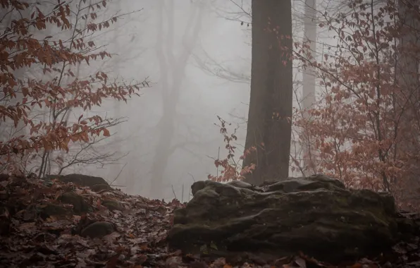 Картинка осень, лес, туман, forest, nature, Autumn, fog