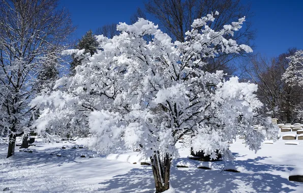 Картинка холод, снег, деревья, природа, мороз. иней