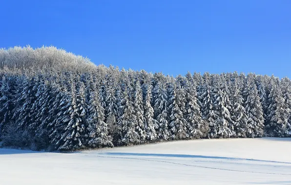 Картинка зима, поле, снег, ели