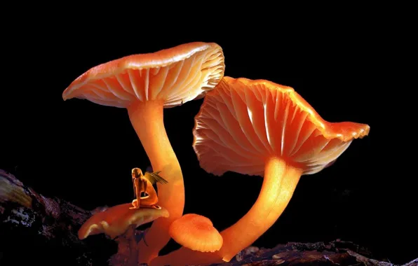 Fantasy, fairy, art, color, mushroom, fairy tale