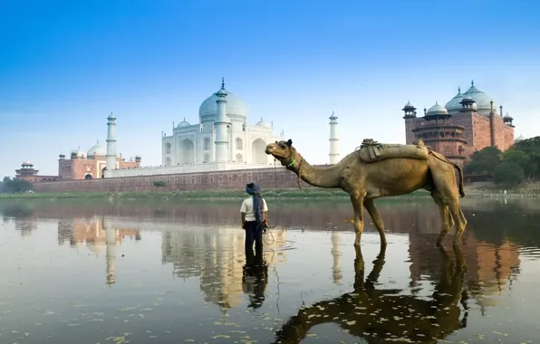 Картинка Индия, Тадж-Махал, верблюд