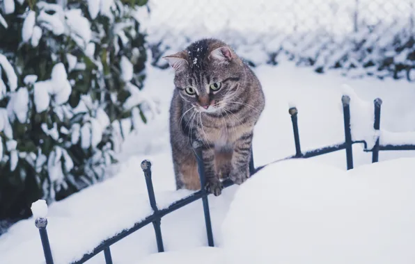 Зима, кошка, кот, взгляд, листья, снег, природа, интерес