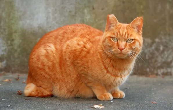 Кошка, кот, взгляд, поза, стена, рыжий, серый фон, мордашка