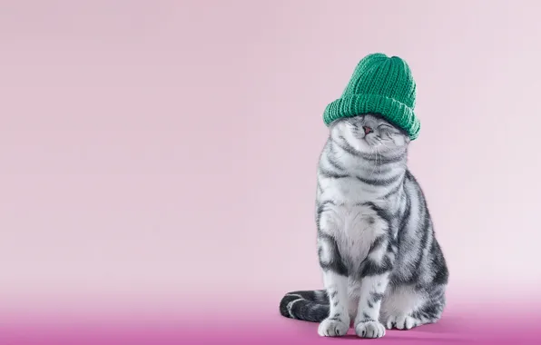 Картинка животные, кот, шапка