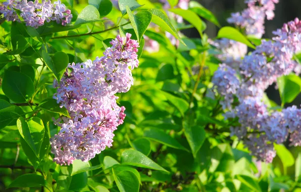 Flower, spring, lilac, twig, blooming