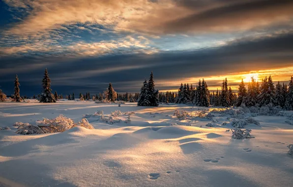 Картинка зима, лес, снег, закат, Норвегия, Norway, Лиллехаммер, Lillehammer