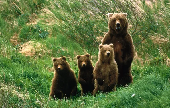 Картинка природа, семья, медведи