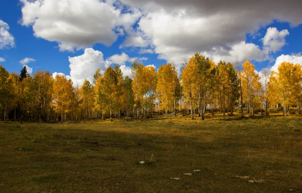 Поле, лес, облака, деревья, пейзаж, природа, синева, дерево